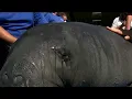 Manatees in Florida need federal protection lawsuit says