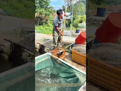 Dip and Carry: A Fisherman Transfers Fish Between Ponds with a Long-Handled Net