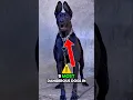 Download Lagu TOP 5 MOST DANGEROUS DOGS IN THE WORLD
