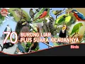 Download Lagu 70 JENIS BURUNG // DENGAN SUARA KICAUANNYA.