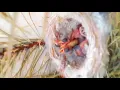 Download Lagu Menangkar Burung Goldfinch Ala Breeder Eropa