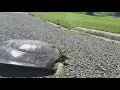 Fastest Turtle you ve ever seen