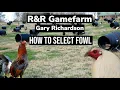 How Gary Richardson R R Gamefarm selects fowl