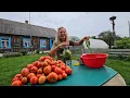 Download Lagu А мы живем ВОТ ТАК! Поселились в старом деревенском доме возле леса. Наш урожай и заготовки на зиму