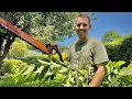 RYOBI ONE 18V 22 in Cordless Battery Hedge Trimmer Ryobi Product Review