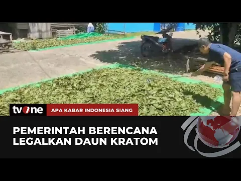 Petani Kratom Minta Pemerintah Stabilkan Harga