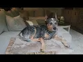 Meet Max the Mini Blue Heeler with a Desert Snout