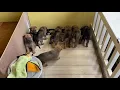 German Shepherd X Belgian Malinois Puppies