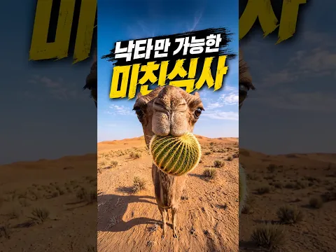 낙타만 가능한 미친 식사(?)