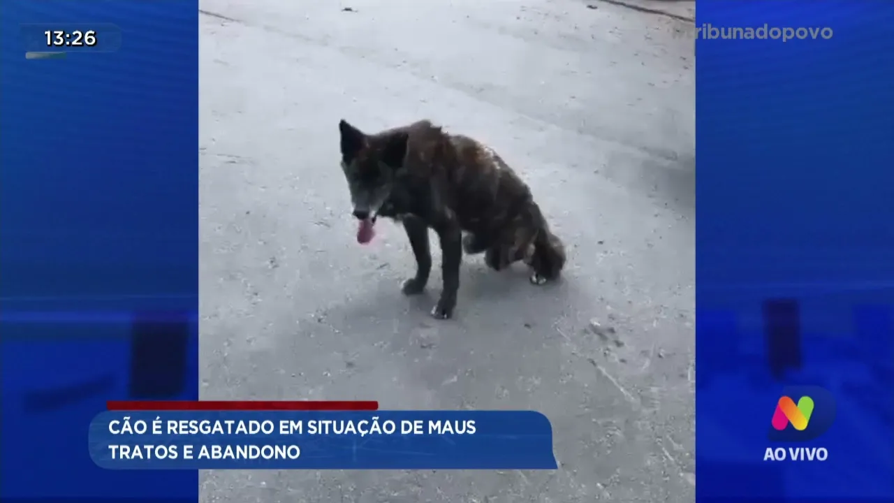 Cão é resgatado em situação de maus tratos e abandono