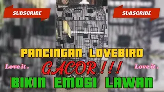 Download Ngekek Panjang Bikin Lovebird Gacor Emosi MP3