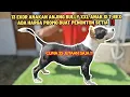 Download Lagu HARGA PROMO 13 EKOR ANAKAN ANJING BULLY XXL MERLE DARI JAMBI SUPERBULL ‼️