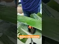 Banana Leaf Wellness Massage NCll By Jim Street Wellness Spa