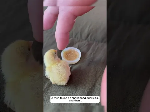 A man found an abandoned quail egg, and then...