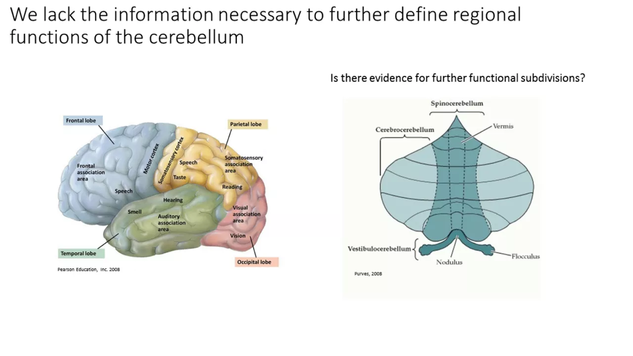 Mapping Cerebellum-to-Forebrain Connectivity Using Optogenetics and Functional Magnetic...