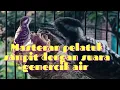 Download Lagu Masteran pelatuk sampit dengan suara gemercik air//pelatuk sampit gacor