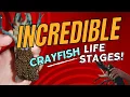 Inside the Crayfish Chronicles An Incredible Life Cycle Journey Revealed
