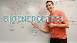 bioenergetics explained glycolysis krebs cycle oxidative phosphorylation 