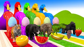 5 Giant Duck Cartoon Paint Animals Lion Gorilla Bear Tiger Cow Wild Animals Crossing Fountain 