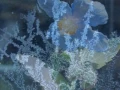 Download Lagu Secret Garden: Lament For A Frozen Flower