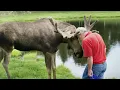 Download Lagu 99 Times When Animals Reunited With Owners After Years Make You Cry in a Special Way 💔