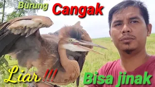 Download Burung Bangau jinak-Memelihara Cangak ulo dari kecil hingga bisa jinak. @bayhaqipetualang6664 MP3