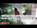Download Lagu KONIN NGEBREN ZIPER PLECI KETERAN VARIASI KOMPLIT WICEH DAN KAPAS TEMBAK PAS UNTUK MASTERAN