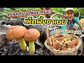 Download Lagu V405 เก็บเห็ดผึ้งขาเนย อ่อนๆงามๆ ยิ่งเก็บยิ่งเยอะ  ป่าอเมริกา Butter-Foot Bolete foraged WI-USA