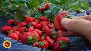 Download Grow a TON of STRAWBERRIES all year LONG ! MP3