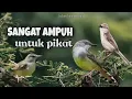 Download Lagu Suara Pikat Ampuh Burung Ciblek || Suara Ciblek Ribut