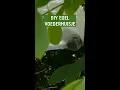 Download Lagu DIY: Egel voederhuisje | Zo maak je dat! | Pokon