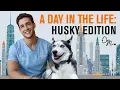 A Day in the Life Siberian Husky Edition Doctor Mike
