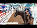 Interstate Regional Stockyards - Cuba Missouri