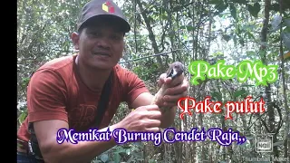 memikat pentet raja pake mp3 hp mikat herlung mikat kurlet