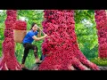 Download Lagu Harvesting 1000+ Red Burmese Grape ( Dâu Da ) Goes to Market Sell | Phương Farm Life  | Lý Thị Hằng