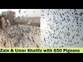 Lagu Zain Khalifa Ready for Lariyan With 650 Pigeons - Big Pigeons Loft In Pakistan
