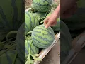 Download Lagu Water melons 🍉 cutting