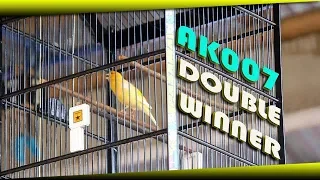 terbaik kenari ak007 peraih double winner di event boro khatulistiwa cup 2019