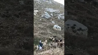 اغنام السلط الاردن غنم البدو ذيب حلال  اغنام السلط الاردن غنم البدو ذيب حلال