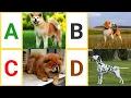 A to Z Dog Breeds A to Z Dogs with pictures ABC Dog breeds with pronounciation ABC Dogs