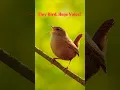 Lagu Eurasian Wren’s Powerful Morning Song | Pure Forest Audio for Deep Focus \u0026 Calm