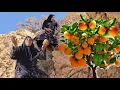 Download Lagu Aqdas picking wild pomegranates in Zagros #nomads #Zagros 🍎⛰️
