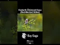 Download Lagu Suara Burung Shike Leher Merah | Suara Burung Shrike Punggung Merah #kicauburung #burung #burungkalkun