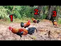 Download Lagu SI BOLANG DIKEROYOK TIGA AYAM HUTAN JANTAN