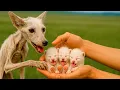 Download Lagu A fox family quietly made my place their home—and what happened next was pure heartwarming magic. 🦊🥰