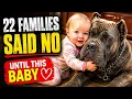 22 Families Rejected This Giant Cane Corso Until One Night He Saved a Little Girl
