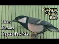 Download Lagu Masteran Gelatik batu gacor istimewa