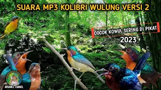 Download suara pikat burung Kolibri Wulung MP3 yg sangat memikat 💯 ampuh MP3