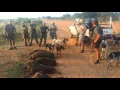 Download Lagu Bushpig hunting - Limpopo