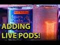 Adding Live Pods To Your Reef Tank Reef Nutrition s Live Copepods